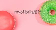 myofibrils是什么意思 myofibrils的中文翻译、读音、例句