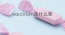 vaccinum是什么意思 vaccinum的中文翻译、读音、例句