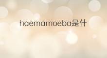 haemamoeba是什么意思 haemamoeba的中文翻译、读音、例句