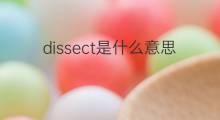 dissect是什么意思 dissect的翻译、读音、例句、中文解释