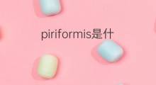 piriformis是什么意思 piriformis的中文翻译、读音、例句