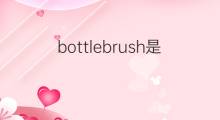 bottlebrush是什么意思 bottlebrush的翻译、读音、例句、中文解释