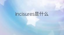 incisures是什么意思 incisures的翻译、读音、例句、中文解释