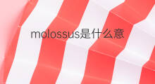 molossus是什么意思 molossus的中文翻译、读音、例句