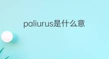 paliurus是什么意思 paliurus的中文翻译、读音、例句
