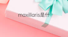 maxillaris是什么意思 maxillaris的中文翻译、读音、例句