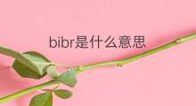 bibr是什么意思 bibr的中文翻译、读音、例句