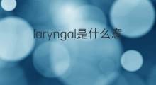 laryngal是什么意思 laryngal的中文翻译、读音、例句