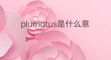 plumatus是什么意思 plumatus的中文翻译、读音、例句