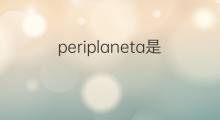 periplaneta是什么意思 periplaneta的中文翻译、读音、例句