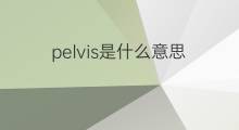 pelvis是什么意思 pelvis的中文翻译、读音、例句