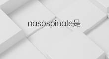 nasospinale是什么意思 nasospinale的中文翻译、读音、例句