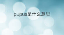 pupus是什么意思 pupus的中文翻译、读音、例句
