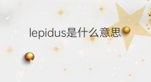 lepidus是什么意思 lepidus的中文翻译、读音、例句