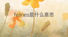 felines是什么意思 felines的中文翻译、读音、例句