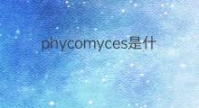 phycomyces是什么意思 phycomyces的中文翻译、读音、例句