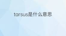 tarsus是什么意思 tarsus的中文翻译、读音、例句