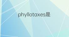 phyllotaxes是什么意思 phyllotaxes的中文翻译、读音、例句