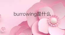 burrowing是什么意思 burrowing的中文翻译、读音、例句
