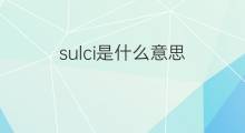 sulci是什么意思 sulci的中文翻译、读音、例句