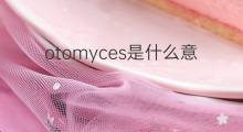 otomyces是什么意思 otomyces的中文翻译、读音、例句