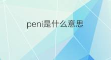 peni是什么意思 peni的中文翻译、读音、例句