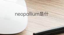 neopallium是什么意思 neopallium的中文翻译、读音、例句