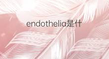 endothelia是什么意思 endothelia的中文翻译、读音、例句