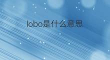 lobo是什么意思 lobo的中文翻译、读音、例句