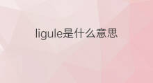 ligule是什么意思 ligule的中文翻译、读音、例句