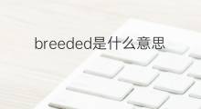 breeded是什么意思 breeded的中文翻译、读音、例句