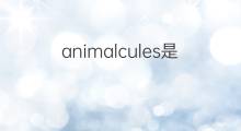 animalcules是什么意思 animalcules的中文翻译、读音、例句