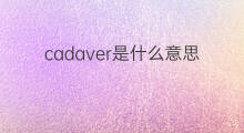 cadaver是什么意思 cadaver的中文翻译、读音、例句