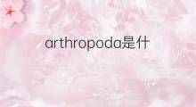 arthropoda是什么意思 arthropoda的中文翻译、读音、例句