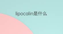 lipocalin是什么意思 lipocalin的中文翻译、读音、例句