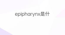 epipharynx是什么意思 epipharynx的中文翻译、读音、例句