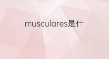 musculares是什么意思 musculares的翻译、读音、例句、中文解释