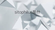 sitophilus是什么意思 sitophilus的中文翻译、读音、例句