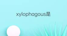 xylophagous是什么意思 xylophagous的中文翻译、读音、例句