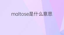 maltose是什么意思 maltose的中文翻译、读音、例句