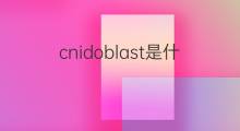 cnidoblast是什么意思 cnidoblast的中文翻译、读音、例句