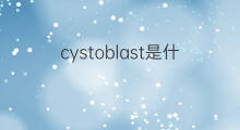 cystoblast是什么意思 cystoblast的中文翻译、读音、例句