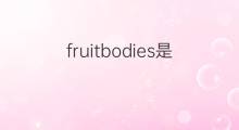 fruitbodies是什么意思 fruitbodies的中文翻译、读音、例句