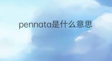 pennata是什么意思 pennata的翻译、读音、例句、中文解释