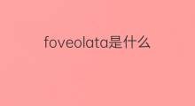 foveolata是什么意思 foveolata的中文翻译、读音、例句