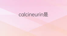 calcineurin是什么意思 calcineurin的中文翻译、读音、例句