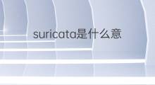 suricata是什么意思 suricata的中文翻译、读音、例句
