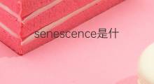 senescence是什么意思 senescence的中文翻译、读音、例句