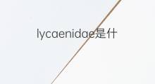 lycaenidae是什么意思 lycaenidae的中文翻译、读音、例句