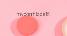 mycorrhizae是什么意思 mycorrhizae的中文翻译、读音、例句